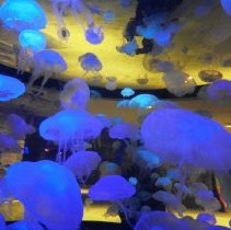 Jellyfish at Mandalay Bay Hotel and Casino