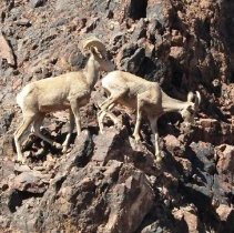 Bighorn sheep on the Historic Railroad Tunnel Trail