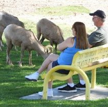 Bighorn sheep and people