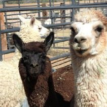 Llamas at Roos-N-More Zoo