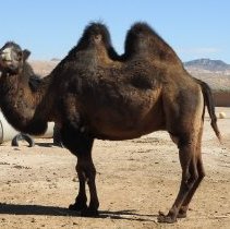 Camel at Roos-N-More Zoo