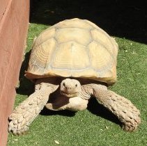 Tortoise at Roos-N-More Zoo