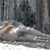 Kangaroo at Roos-N-More Zoo