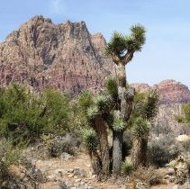 Joshua tree at Spring Mountain Ranch State Park