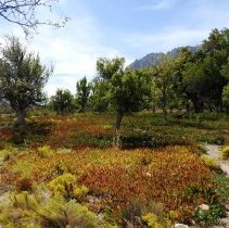 Ash Gove Trail at Spring Mountain Ranch State Park