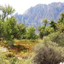Ash Gove Trail at Spring Mountain Ranch State Park