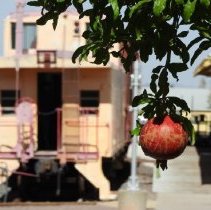 Pomegranate tree at Clark County Museum