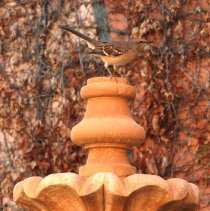 Mockingbird on a fountain