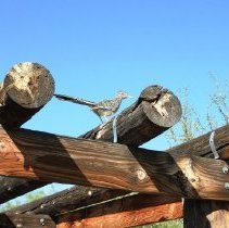 Roadrunner on a ramada