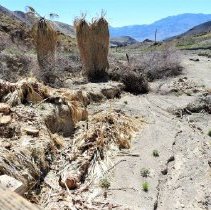 Landscape at Scotty's Castle 18 months after flash flood