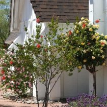 Roses and other plants outside the Candlelight Wedding Chapel