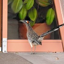 A roadrunner looking in the window at the Clark County Museum