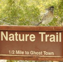 Roadrunner on the grounds of the Clark County Museum