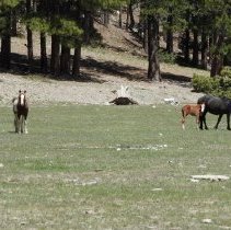 Wild horses in Lee Canyon meadow
