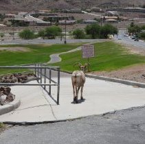 Bighorn sheep on a trail in Hemenway Park