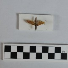 US Air Force cadet insignia