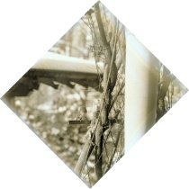 Oblique of bird (10)