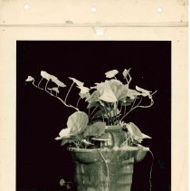 Photograph of Cowan Piece