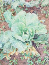 Flower Series #182 Fannie and her Friends