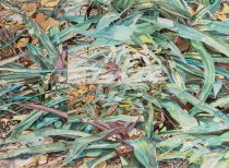 Flower Series #101 Moses in the Bullrushes