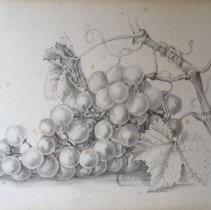 Drawing of grapes by Abbie St. John, 1880