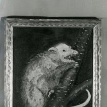 Opossum