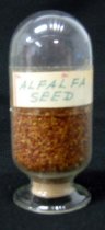Alfalfa Seed Sample