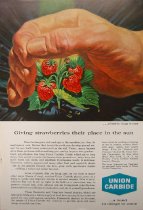 "Giving strawberries their place in the sun"