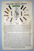 Industrial Nature Cabinet Series Poster: Corn