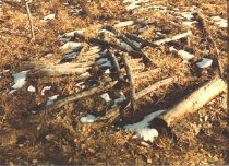 Proposed site of Stuart Cabin