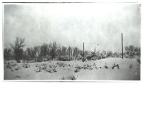 old telegraph poles?