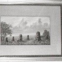 Field of Corn Shucks