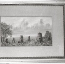 Field of Corn Shucks