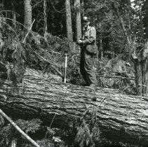 unk - Man standing on log - Camp 6, Caycuse - 2022004007 - jpg72 - 001