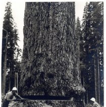 unk - Backcut - unk - 1997570001 - jpg72 - 001