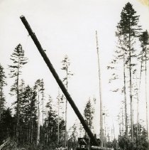 1920-40 - Raising Spar Tree - Menzies Bay - 2016003004 - jpg72 - 001