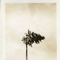unk - Tree Topping - Vancouver Is. - 1993025010 - jpg72 - 001