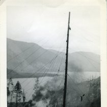 unk - Spar Tree - Vancouver Is. - 1993025011 - jpg72 - 001