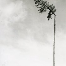 1955 - Douglas fir topping - Vancouver Is. - 2019070008 - jpg72 - 001