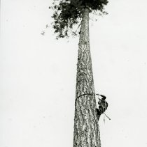 1956 - Spar tree climbing - Harris Creek - 2019070010 - jpg72 - 001