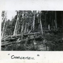 1939-42 - Chokers - Franklin River Area, Camp B - 2022044004 - jpg72 - 001