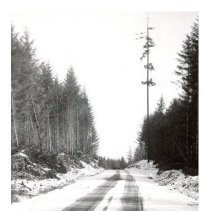 1950 - Logging Truck Road with tall tree - Koksilah - 2011600012 - jpg72 - 001