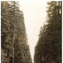 unk - Old Growth - Green Timbers - 2021004001 - jpg72 - 001