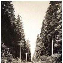 unk - Old Growth - Green Timbers - 2021004002 - jpg72 - 001