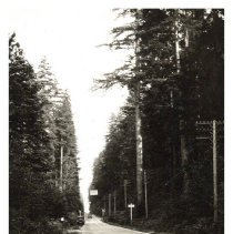 1928 - Old Growth - Green Timbers - 2021004003 - jpg72 - 001