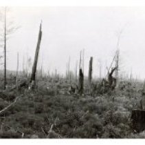 1929 - Nursery Area Before Clearing - Green Timbers - 2021004004 - jpg72 - 001