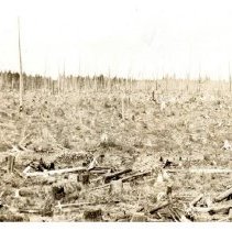 1930 - Nursery Blocks Before Clearing - Green Timbers - 2021004006 - jpg72 - 001