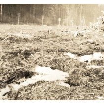 1930 - Conditions During Clearing - Green Timbers - 2021004007 - jpg72 - 001