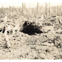 1930 - Stumps Blasted - Green Timbers - 2021004009 - jpg72 - 001