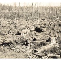 1930 - Stumps Blasted Further Away - Green Timbers - 2021004010 - jpg72 - 001